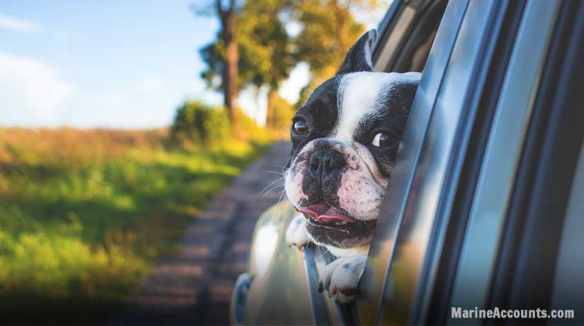 Dog Enjoying Breeze