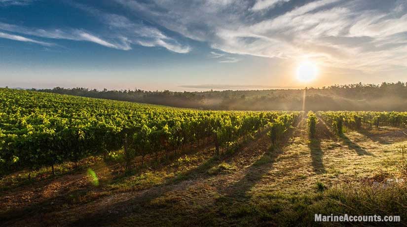 Vineyard at Sunrise